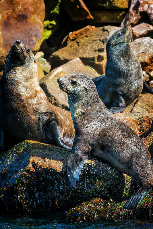 岩石上的海豹(Arctocephalus pusillus)